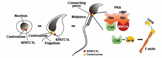 SPATC1L 단백질은 정자 발생 세포 시기부터 존재한다. 정자로 분화했을 때 정자 머리와 꼬리를 연결하는 부위에서 발견된다. 세포 내 골격구조 역할을 하는 액틴을 안정화하고, 머리-꼬리 연결을 유지하게 한다. [한국연구재단 제공=연합뉴스]