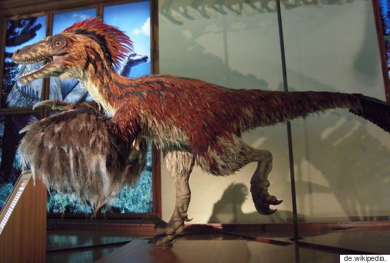 독일 LWL 자연사박물관에 전시된 깃털달린 육식공룡 데이노니쿠스 모형[EPA=연합뉴스]