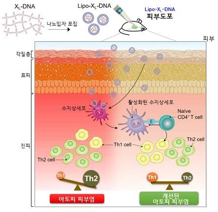 'X형-DNA를 리포솜에 포집한 나노입자'의 아토피성 피부염 치료 원리 설명도 [한국연구재단 제공=연합뉴스]