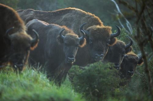 재야생화된 네덜란드 국립공원의 들소 떼[출처:Staffan Widstrand/Rewilding Europe]