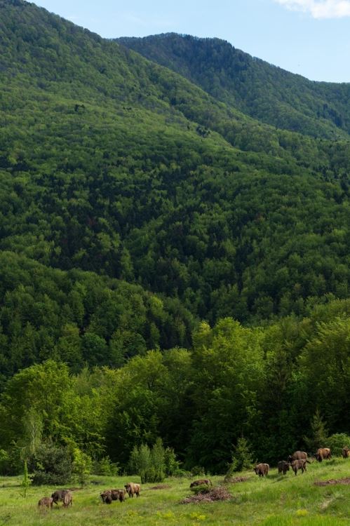 루마니아 타르쿠 산맥에 방목되는 유럽 들소들[출처:Staffan Widstrand/Rewilding Europe]