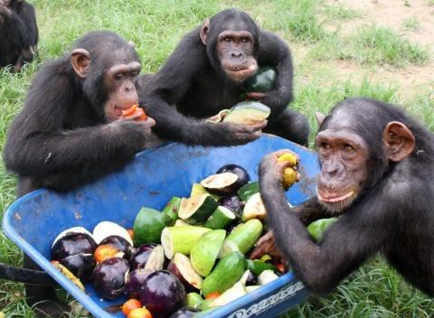 함께 모여 음식을 나눠먹는 침팬지[출처:제인구달연구소/페르난도 투르모]