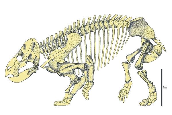 Skeleton of Lisowicia bojaniTomasz Sulej