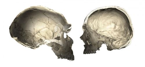네안데르탈인(왼쪽)과 현대인 두개골[필립 건즈 박사 제공]