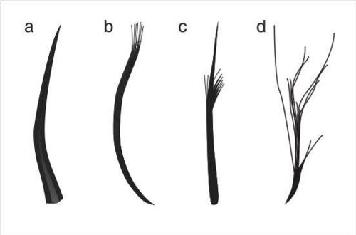익룡 화석에서 확인된 깃털 4종류. 왼쪽부터 가는털, 다발털, 중간다발털, 솜털.[양지샤오 제공]