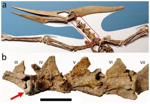 프테라노돈과 4번 목뼈에 박힌 상어 이빨(빨간 화살표)[스테파니 아브라모비츠, 로스앤젤레스 카운티 자연사박물관 공룡연구소(a) 데이비드 혼 제공/Hone D.W.E., Witton M.P., Habib M.B. 2018. Evidence for the Cretaceous shark Cretoxyrhina mantelli feeding on the pterosaur Pteranodon from the Niobrara Formation. PeerJ 6:e6031]