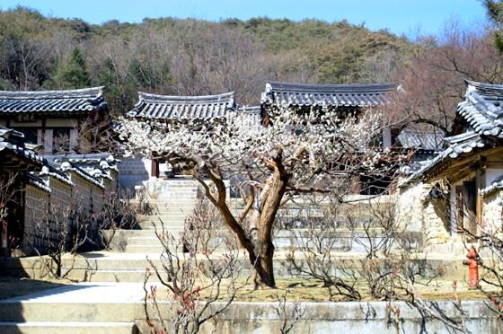 도산서원의 매화나무. 출처=한국민족문화대백과사전