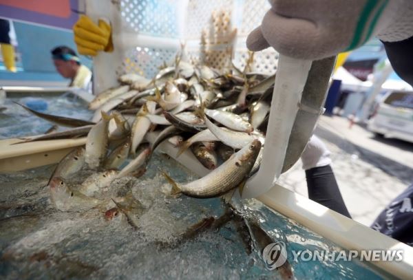 전어[연합뉴스 자료사진]