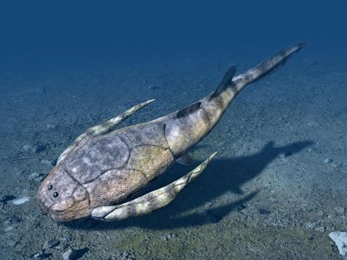 해안가 바닥에 살았던 판피강(板皮綱)의 보트리오레피스(Bothriolepis)[출처: 다무라 노부미치]