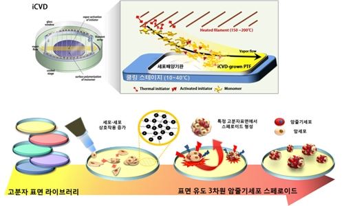 스페로이드 형성 모식도특정 고분자 코팅 세포배양 기판과 표면 유도 3차원 암 줄기세포 스페로이드 형성 모식도 [KAIST 제공=연합뉴스]