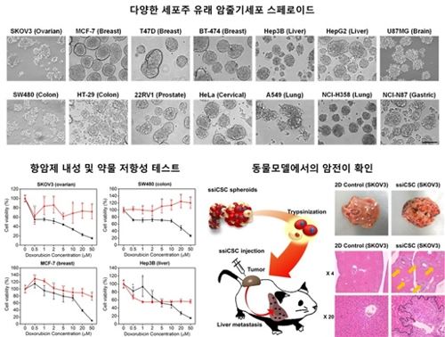 약물저항성 테스트 결과다양한 암 세포주를 이용해 암 줄기세포 스페로이드를 형성했다. 암 줄기세포를 활용해 약물저항성도 확인했다. [KAIST 제공=연합뉴스]
