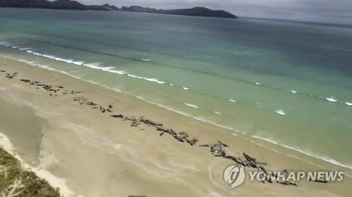 스튜어트섬의 오지 해변에서 떼죽음한 검은고래[AP=연합뉴스]