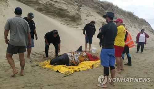뉴질랜드 북부 해안 해변에 밀려온 피그미 범고래를 살리려 안간힘을 쓰는 주민들[AP=연합뉴스]