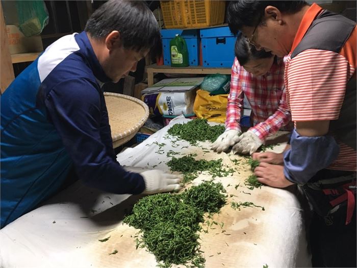 황근희(왼쪽) 시인과 부인(가운데), 정성기 시인이 광목을 깐 멍석 위에서 덖은 찻잎을 비비고 있다.