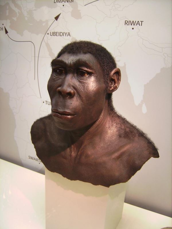 reconstruction by W. Schnaubelt &amp; N. Kieser (Atelier WILD LIFE ART), 2006Photographed by User:Lillyundfreya, 2007 / CC BY-SA (http://creativecommons.org/licenses/by-sa/3.0/)