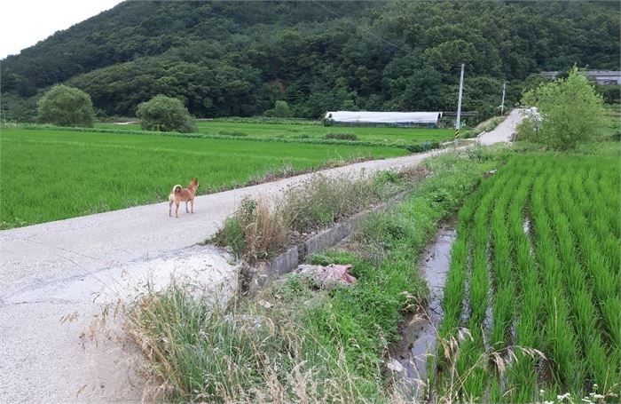 들길위의 마초