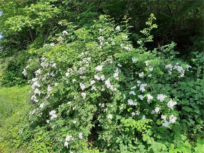 늘 다정하고 그리운 찔레꽃(김성칠의 채취가 느껴지는 꽃)