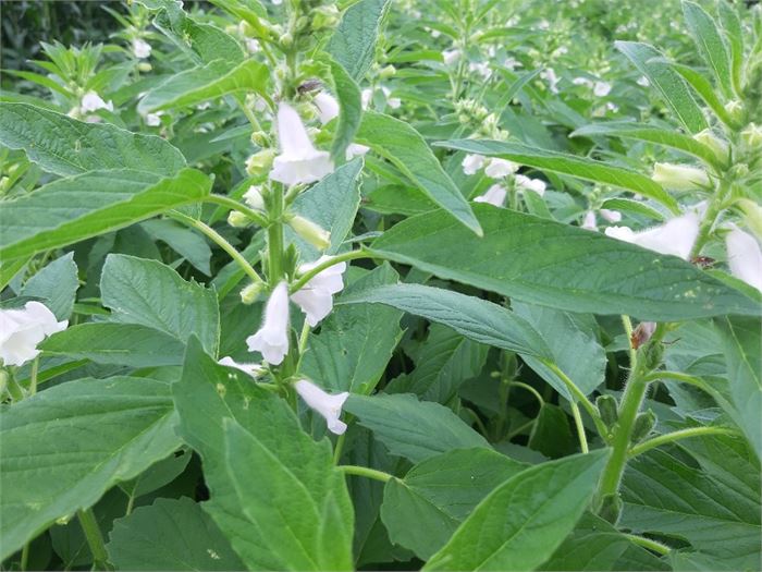하얗고 예쁜 종(鐘)모습으로 핀 참깨꽃(7.1) 