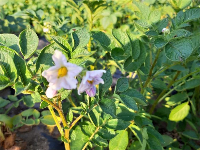 루이16세의 왕비 마리앙뚜네와뜨가 머리에 장식으로 꽂았다는 감자꽃(6.10)