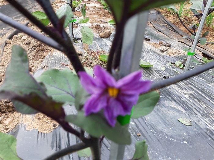 보랏빛 고혹적 자태의 가지 꽃(5. 31)