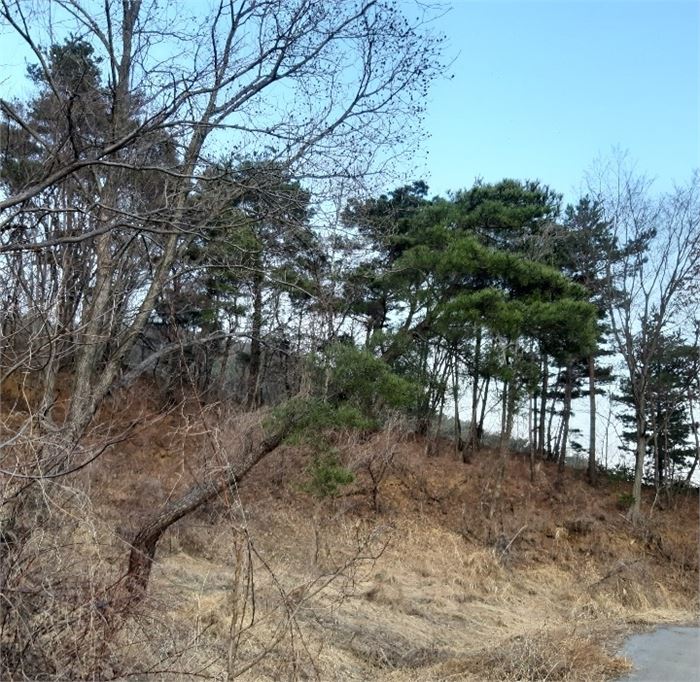 배성이 올랐음직한 갈잎이 우거진 언덕200214