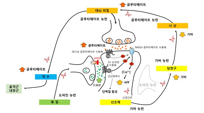 기저핵 회로에서 코카인에 의한 신경전달물질들의 변화와 척수신경의 강화