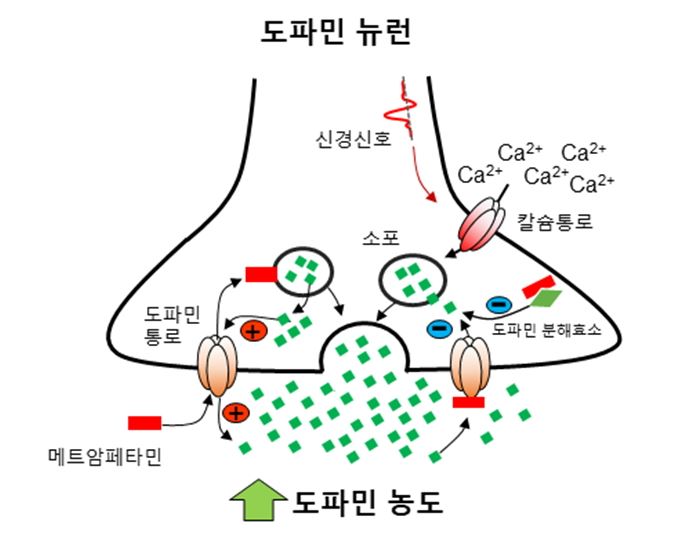 메트암페타민의 작용