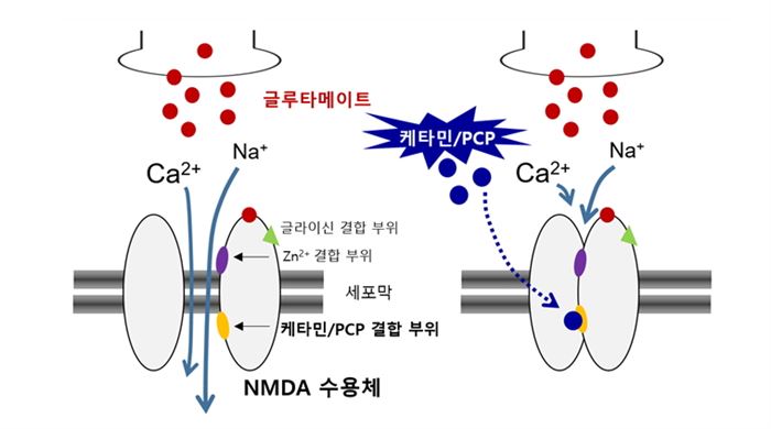 [케타민과 PCP에 의한 NMDA 수용체 기능의 억제]