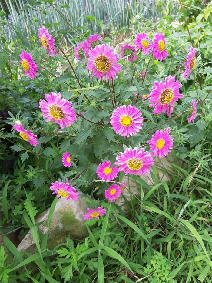 과꽃