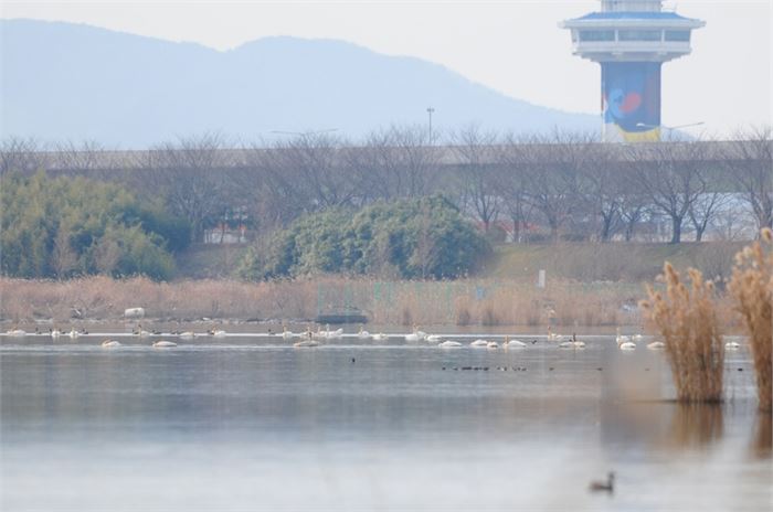 사진1-당초 대저대교 노선은 삼락생태공원 일대를 포함해 낙동강하구의 주요한 큰고니 서식지를 관통하도록 설계돼 있었다
