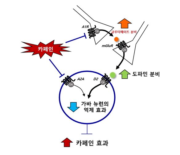 카페인 효과