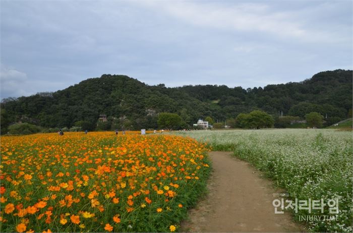 렌즈9-8황화 코스모스와 메밀꽃 사이로 난 오솔길 너머 악양루가 보인다