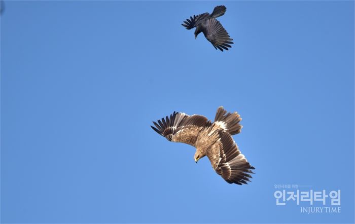 흰죽지수리의 비행. 뒤는 큰부리까마귀출처 : 인저리타임(http://www.injurytime.kr)