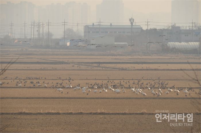 3. 들판에 먹이를 찾아 모여 있는 철새들