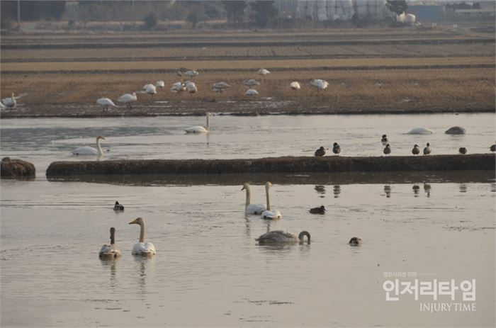 4. 연꽃밭에 먹이를 찾고 있는 고니떼