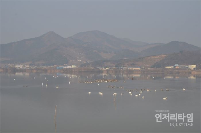 6. 주남저수지 위에 철새들의 모습