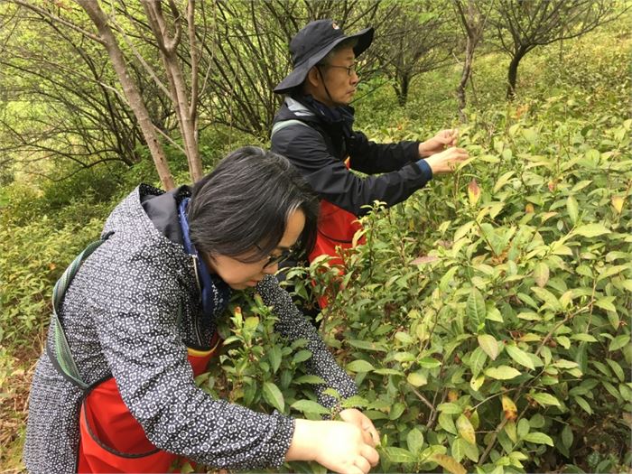 차산에서 찻잎을 따는 벗 부부. 사진=조해훈