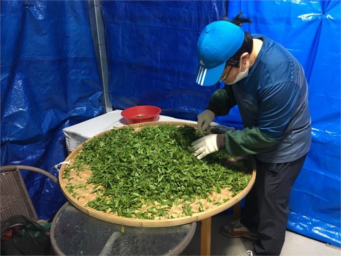 청계 송승화가 차를 덖기 전에 잎을 고르는 모습. [사진=초해훈]