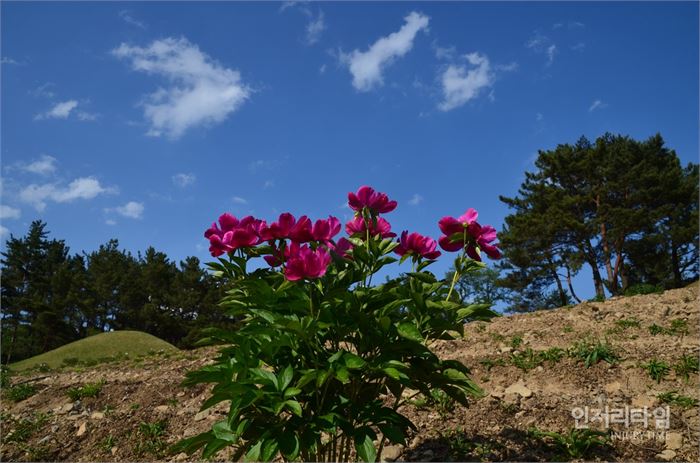 렌즈40-9. 멀리 달려 온 우리를 맞아주는 작약꽃