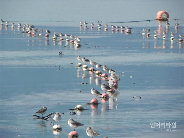 새4-20111112 김양식장 민물도요