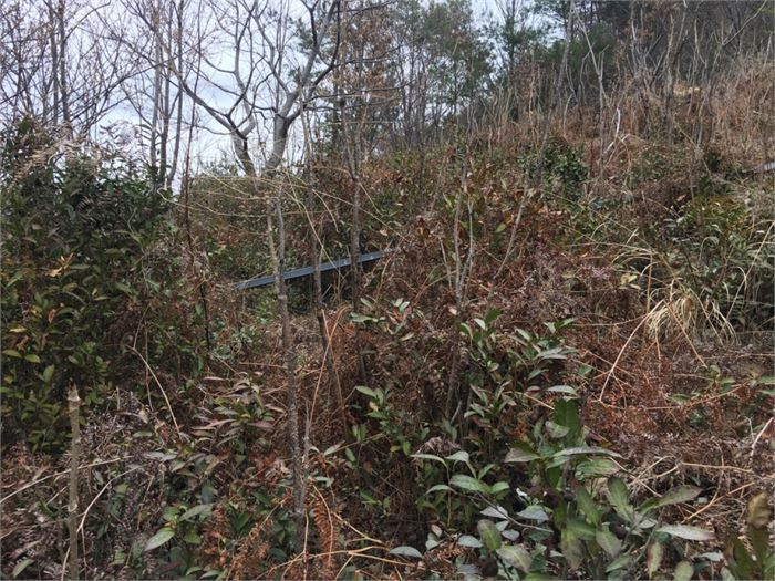 차산에 베어내야 할 잡초와 묵은 고사리 등이 아직 많다. 사진=조해훈