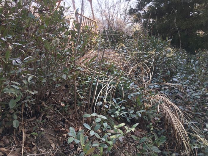 차산에 아직 자르지 못한 억새가 누워있다. 사진=조해훈