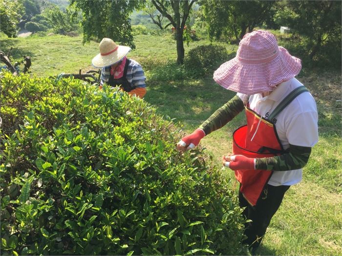 백경동 '차사랑' 차회 회장님과 신판곤 대표님이 차밭에서 차를 따는 모습. 사진=조해훈